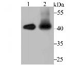 IL-12 p40 Antibody in Western Blot (WB)