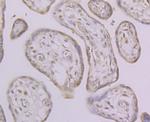 Histone Macro-H2A.1 Antibody in Immunohistochemistry (Paraffin) (IHC (P))