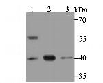 Histone Macro-H2A.1 Antibody in Western Blot (WB)