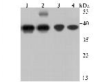 APE1 Antibody in Western Blot (WB)