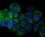 Osteopontin Antibody in Immunocytochemistry (ICC/IF)