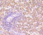 IDO Antibody in Immunohistochemistry (Paraffin) (IHC (P))