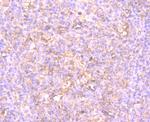 IDO Antibody in Immunohistochemistry (Paraffin) (IHC (P))