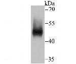 IDO Antibody in Western Blot (WB)