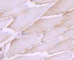 SHP2 Antibody in Immunohistochemistry (Paraffin) (IHC (P))