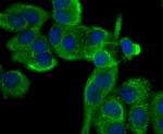 Cytokeratin 8 Antibody in Immunocytochemistry (ICC/IF)