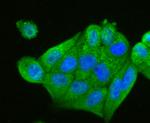 IL-4 Antibody in Immunocytochemistry (ICC/IF)