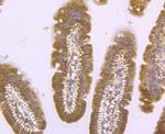 IL-4 Antibody in Immunohistochemistry (Paraffin) (IHC (P))