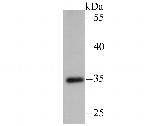 IL-4 Antibody in Western Blot (WB)