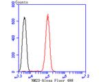 NME1 Antibody in Flow Cytometry (Flow)