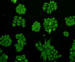 Cyclin D1 Antibody in Immunocytochemistry (ICC/IF)