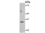 Cyclin D1 Antibody in Western Blot (WB)