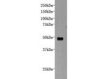 DCHS1 Antibody in Western Blot (WB)