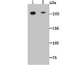 DOPEY2 Antibody in Western Blot (WB)