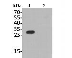 6x His Tag Antibody in Western Blot (WB)