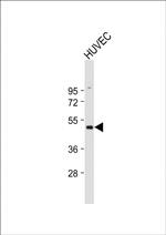 beta-2 Adrenergic Receptor Antibody in Western Blot (WB)