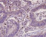 Osteopontin Antibody in Immunohistochemistry (Paraffin) (IHC (P))