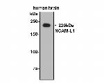 CD171 (L1CAM) Antibody in Immunocytochemistry (ICC/IF)