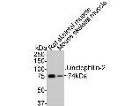 JPH2 Antibody in Western Blot (WB)