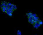 Cytokeratin 18 Antibody in Immunocytochemistry (ICC/IF)