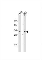 REA Antibody in Western Blot (WB)