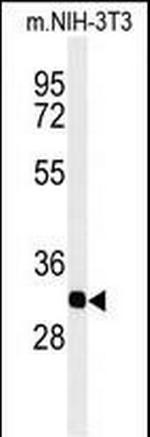 REA Antibody in Western Blot (WB)