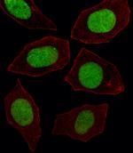 EN1 Antibody in Immunocytochemistry (ICC/IF)