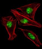 EN1 Antibody in Immunocytochemistry (ICC/IF)