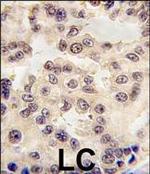 EN1 Antibody in Immunohistochemistry (Paraffin) (IHC (P))