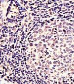 EN1 Antibody in Immunohistochemistry (Paraffin) (IHC (P))