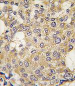 PARG Antibody in Immunohistochemistry (Paraffin) (IHC (P))