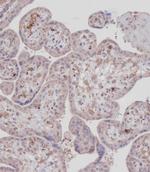 MCK10 Antibody in Immunohistochemistry (Paraffin) (IHC (P))