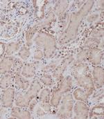 MCK10 Antibody in Immunohistochemistry (Paraffin) (IHC (P))