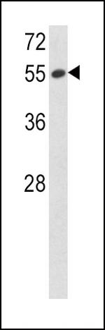 PEDF Antibody in Western Blot (WB)