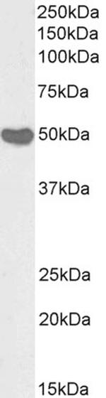 CREB3L4 Antibody in Western Blot (WB)