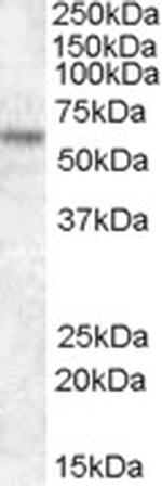 TFE3 Antibody in Western Blot (WB)