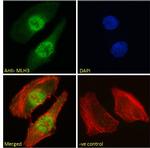 MLH3 Antibody in Immunocytochemistry (ICC/IF)