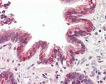 BRUCE Antibody in Immunohistochemistry (Paraffin) (IHC (P))