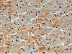 UBE2O Antibody in Immunohistochemistry (Paraffin) (IHC (P))