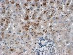 USP15 Antibody in Immunohistochemistry (Paraffin) (IHC (P))