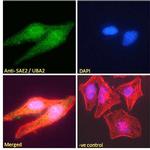 UBA2 Antibody in Immunocytochemistry (ICC/IF)