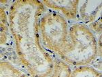 DNAJB9 Antibody in Immunohistochemistry (Paraffin) (IHC (P))