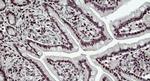 BRG1 Antibody in Immunohistochemistry (Paraffin) (IHC (P))