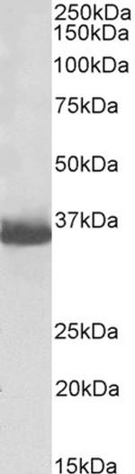 GAPDH Loading Control Antibody in Western Blot (WB)