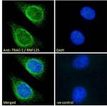 TRAC-1 Antibody in Immunocytochemistry (ICC/IF)