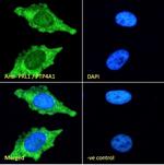 PRL1 Antibody in Immunocytochemistry (ICC/IF)