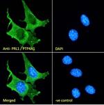 PRL1 Antibody in Immunocytochemistry (ICC/IF)