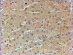 HNF1A Antibody in Immunohistochemistry (Paraffin) (IHC (P))