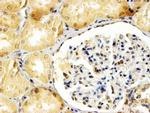 APOBEC3G Antibody in Immunohistochemistry (Paraffin) (IHC (P))