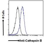 Cathepsin B Antibody in Flow Cytometry (Flow)